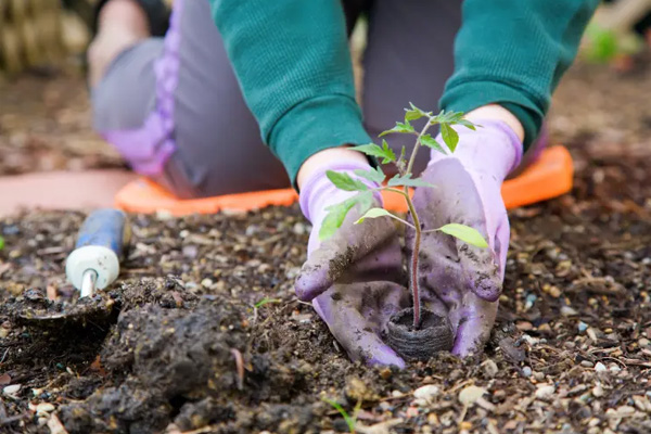 Close-up of a person kneeling in dirt and gardening. Their gloved hands are cradling a seedling they are planting into the ground. Photo credit Shutterstock